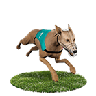 Play104娛樂城娛樂城白金賽狗 Play104娛樂城娛樂城白金賽狗